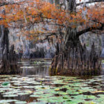 Texas swamps