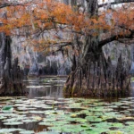 Texas swamps