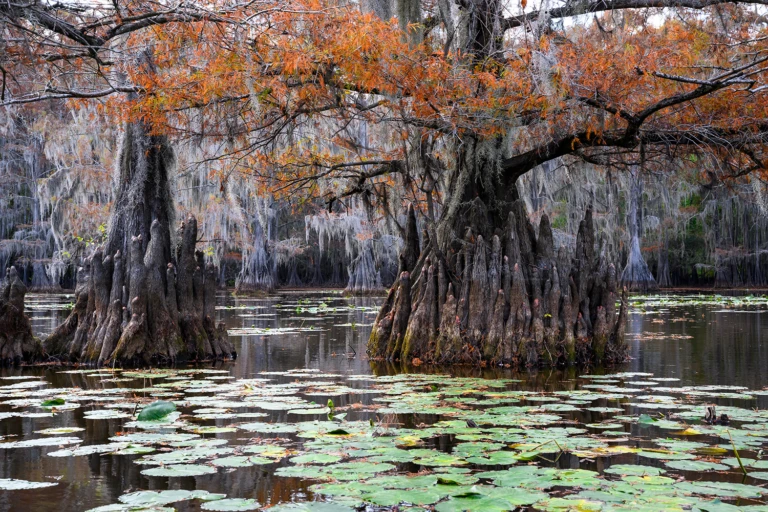 Texas swamps