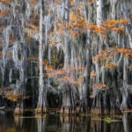 Big Cypress Bayou, Mill pond