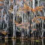 Big Cypress Bayou, Mill pond