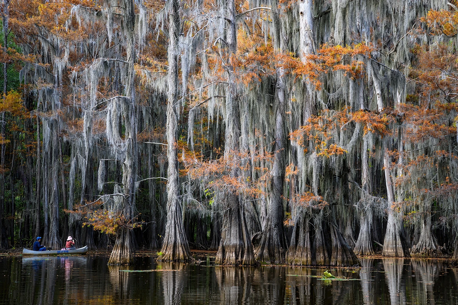 Big Cypress Bayou, Mill pond, Swamps of Louisiana/Texas – photo by Reiner Boehme