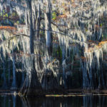 Backlight in the swamps