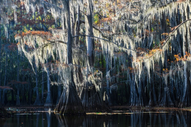 Backlight in the swamps