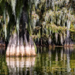 Lake Martin