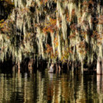 Bayou country