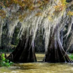 Lake Caddo