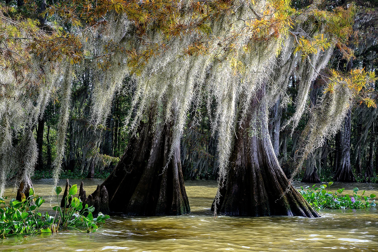 Lake Caddo, Swamps of Louisiana/Texas – photo by Reiner Boehme