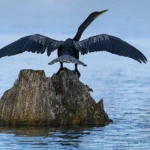 Snake-necked bird III