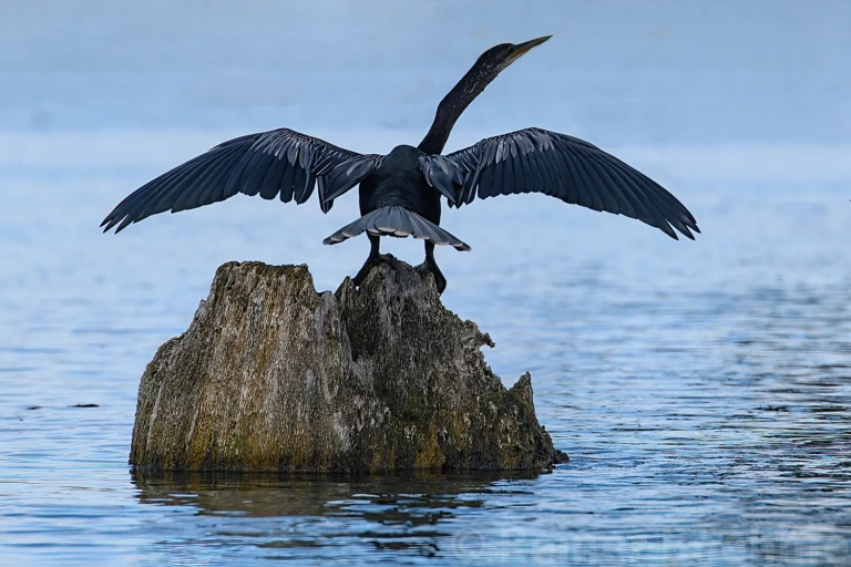 Snake-necked bird III
