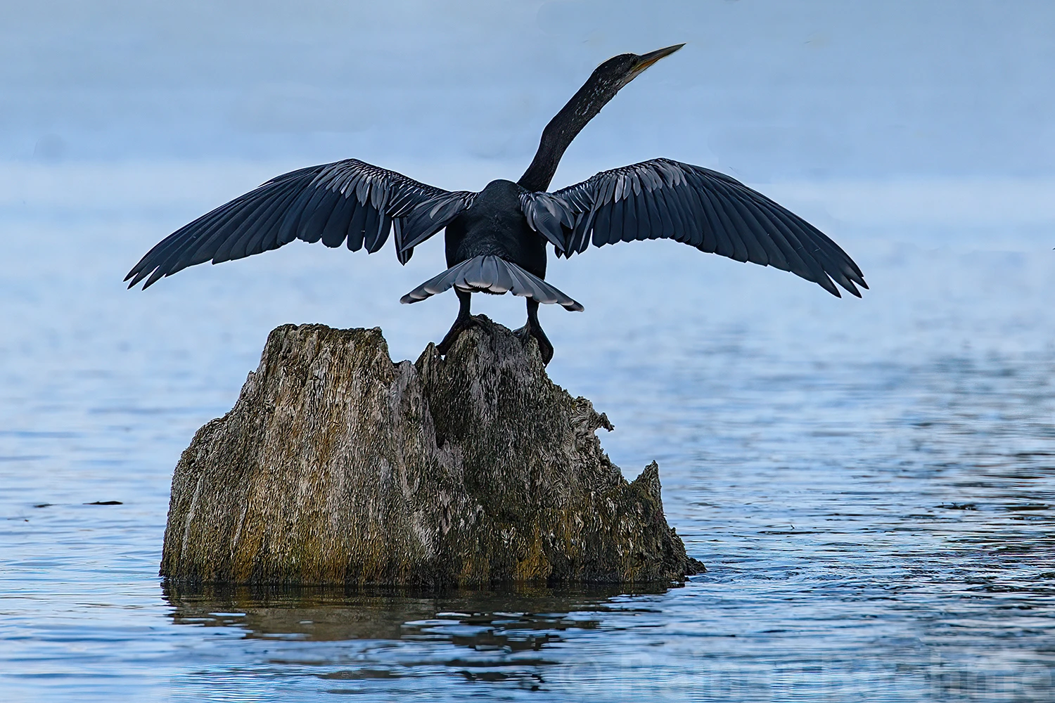 Snake-necked bird III, Swamps of Louisiana/Texas – photo by Reiner Boehme