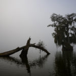 Fog