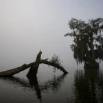Fog