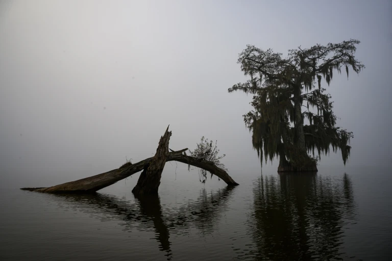 Fog