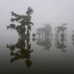Fog