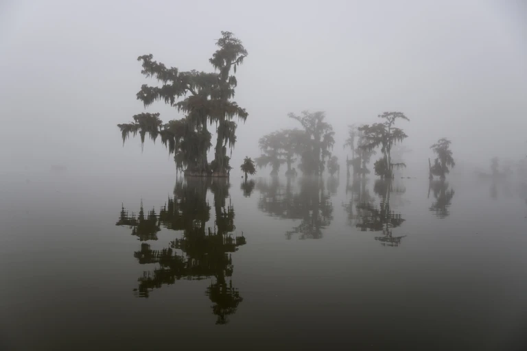 Fog