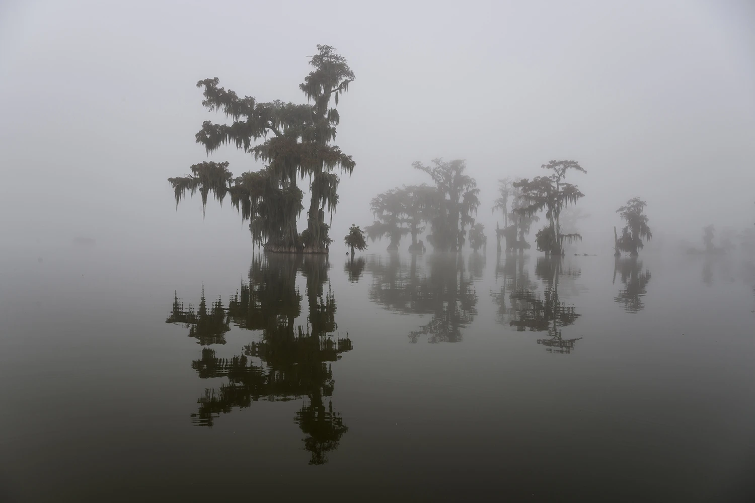Fog, Swamps of Louisiana/Texas – photo by Reiner Boehme