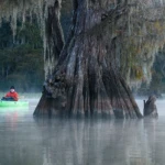 Misty morning