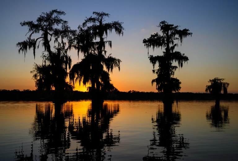 Evening in the swamps