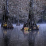 Mist early morning