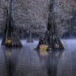 Mist early morning