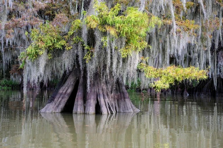 Swamp tour