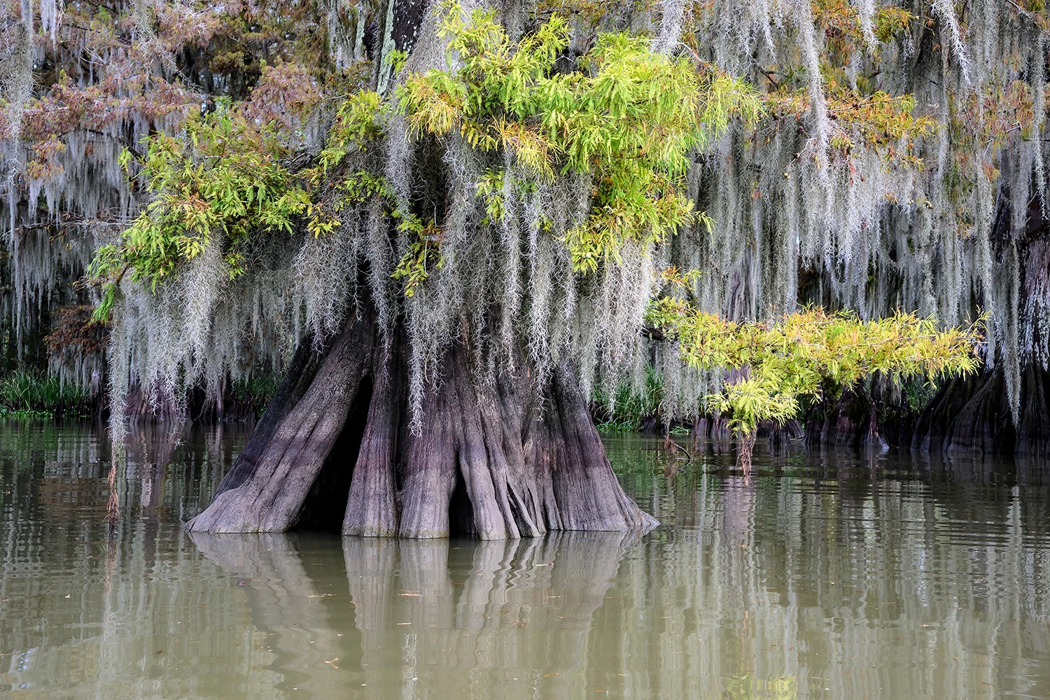 Swamp tour, Swamps of Louisiana/Texas – photo by Reiner Boehme