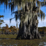 Spanish moss