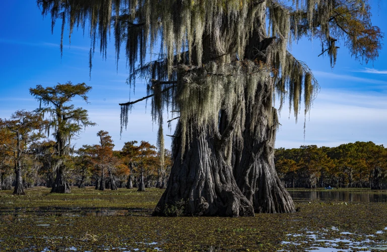 Spanish moss