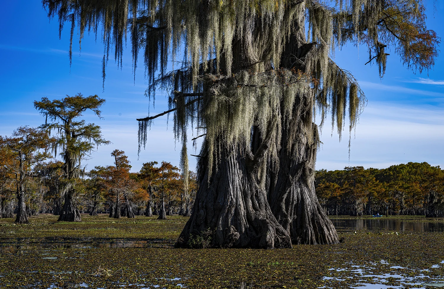 Spanish moss, Swamps of Louisiana/Texas – photo by Reiner Boehme