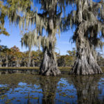 Caddo Lake moss