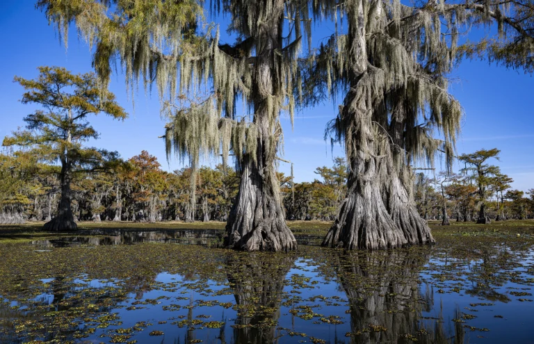 Caddo Lake moss