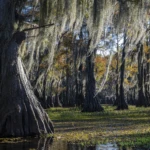 In the middle of the swamps