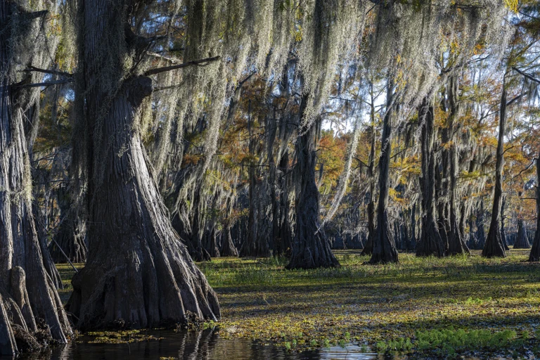 In the middle of the swamps