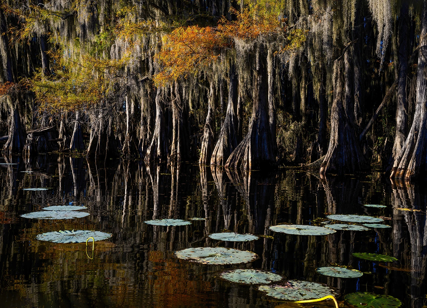 Sunset at Caddo Lake, Swamps of Louisiana/Texas – photo by Reiner Boehme