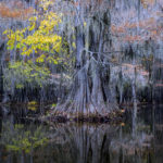 Colors in the swamps