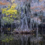 Colors in the swamps