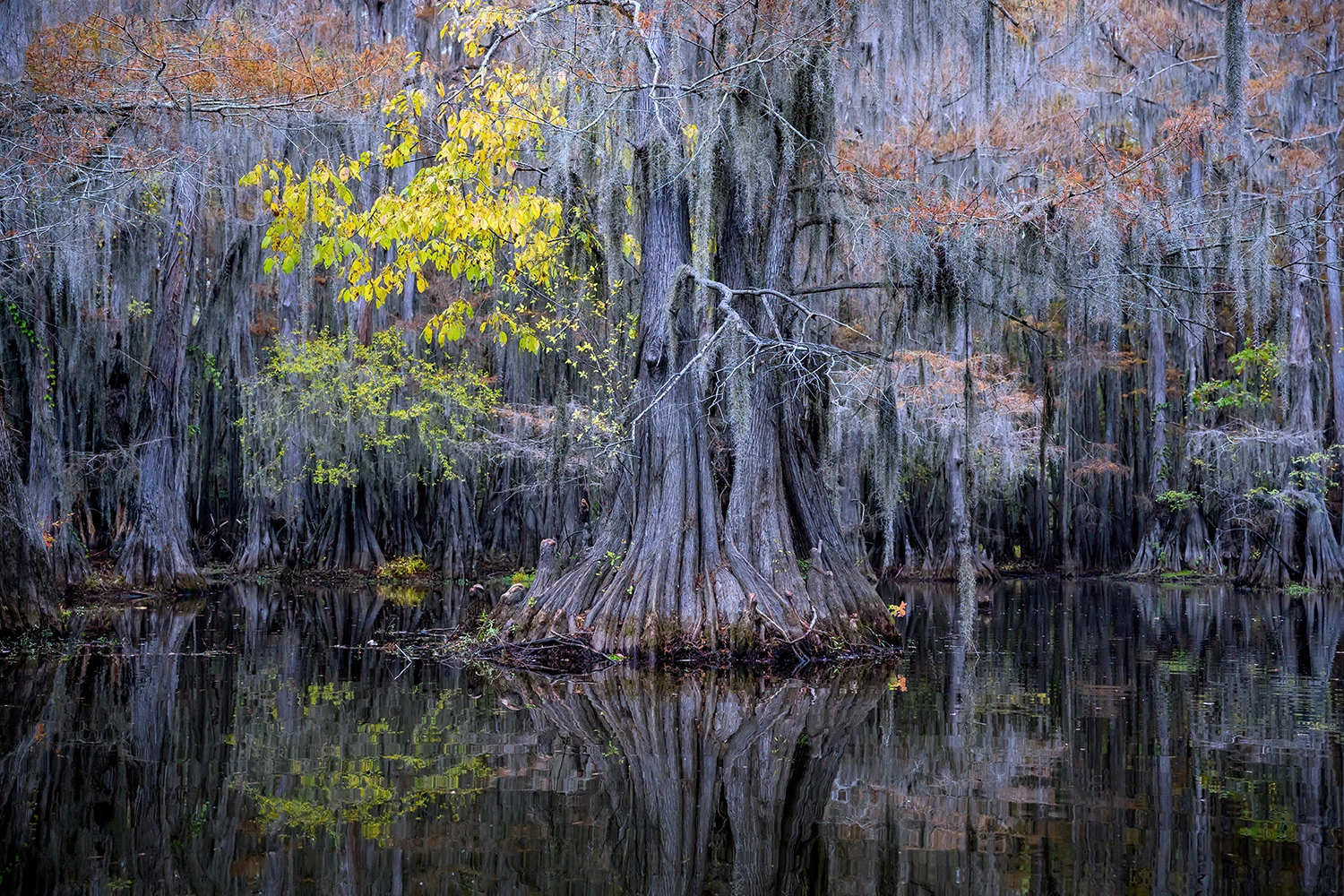 Colors in the swamps, Swamps of Louisiana/Texas – photo by Reiner Boehme
