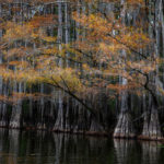 Caddo Lake