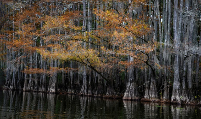 Caddo Lake
