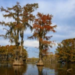Swamp excursion