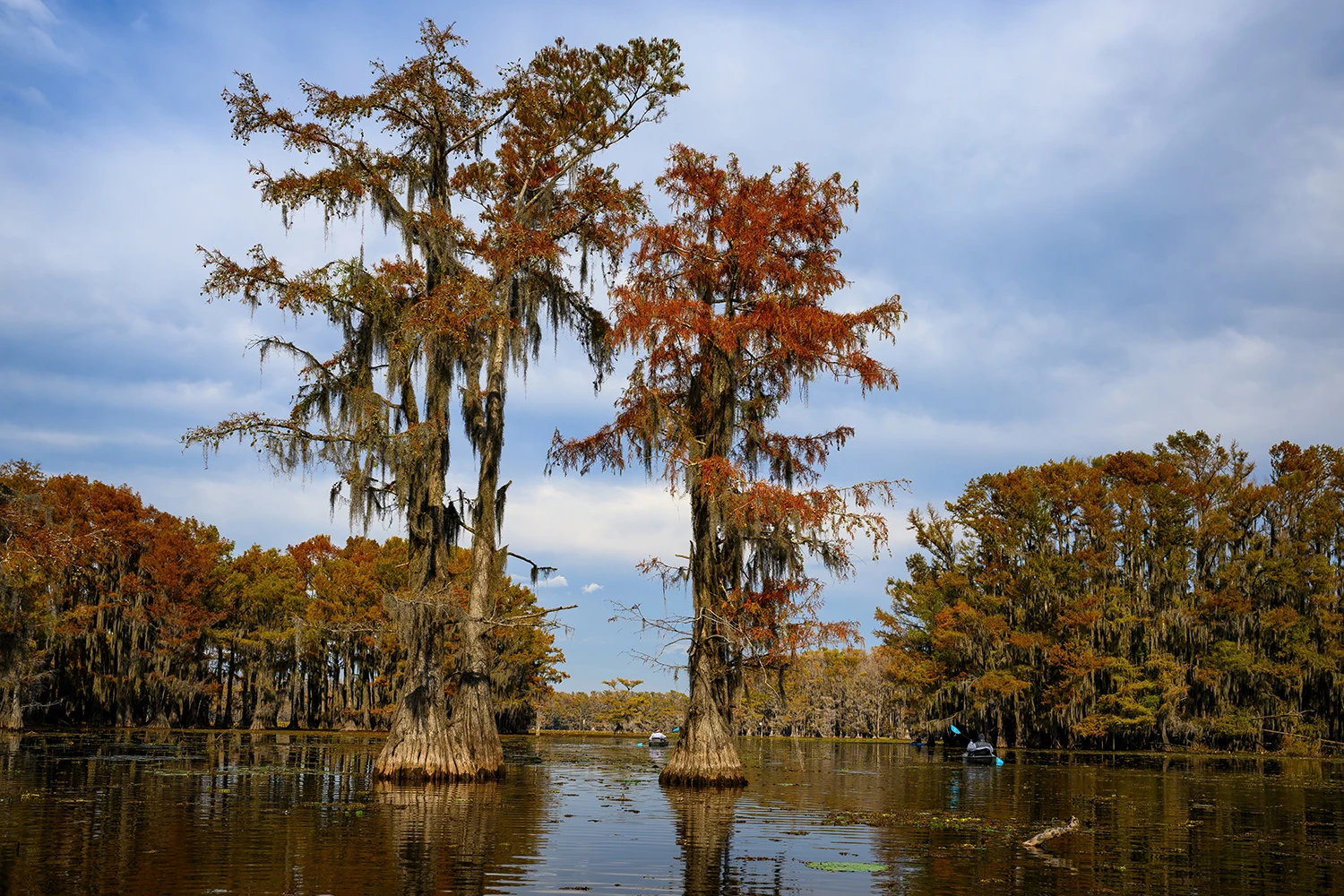 Swamp excursion, Swamps of Louisiana/Texas – photo by Reiner Boehme