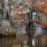 Fall in the swamps