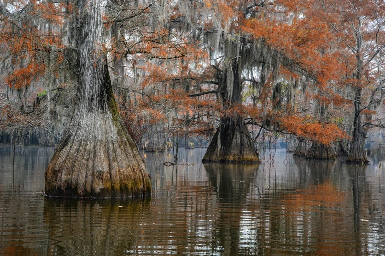 Fall in the swamps