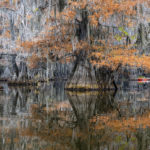 Fall colors in the swamps