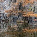 Fall colors in the swamps