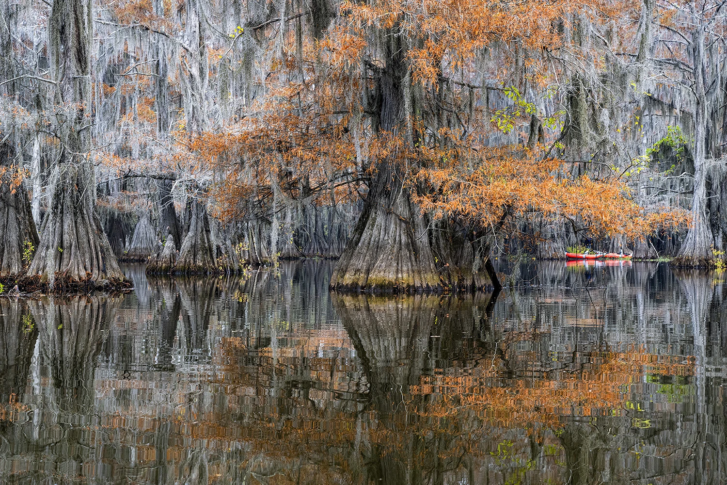 Fall colors in the swamps, Swamps of Louisiana/Texas – photo by Reiner Boehme