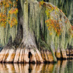 The beauty of cypress trees