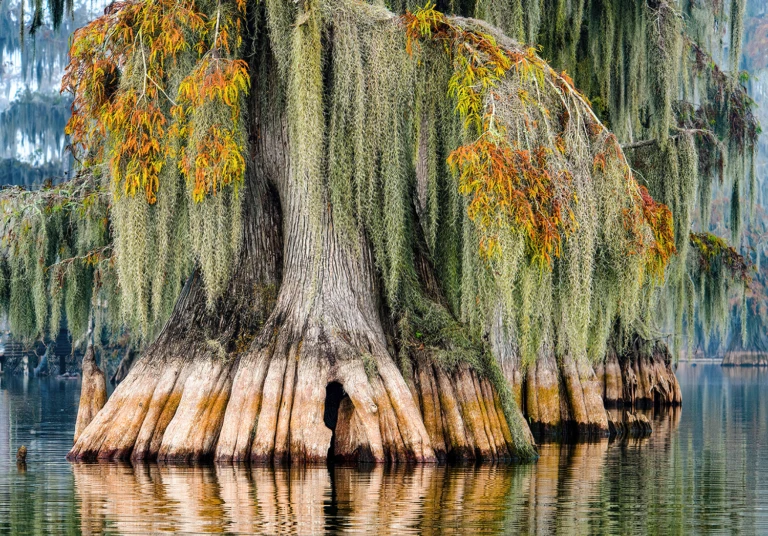 The beauty of cypress trees