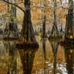 Cypress trees during fall